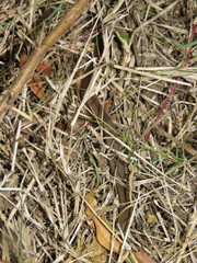 Coniophanes imperialis