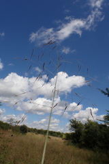 Aristida diffusa