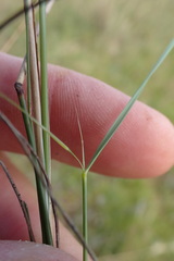 Aristida diffusa