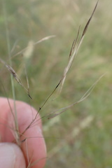 Aristida diffusa