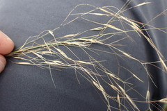 Aristida diffusa