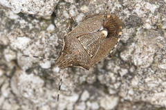 Holcostethus albipes