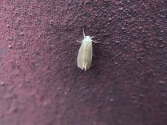 Notata parva