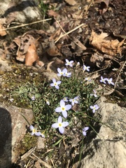 Houstonia serpyllifolia