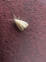 Notata parva