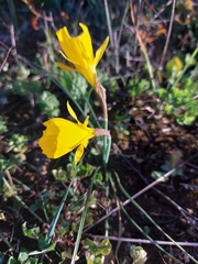 Narcissus obesus