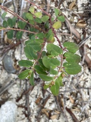 Euphorbia cozumelensis