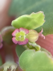 Euphorbia cozumelensis
