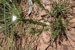 Dyschoriste costata
