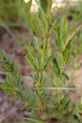 Dyschoriste costata