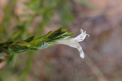 Dyschoriste costata
