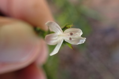 Dyschoriste costata