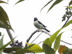 Stilpnia cyanoptera