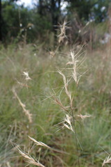 Aristida congesta barbicollis