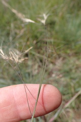 Aristida congesta barbicollis