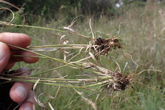 Aristida congesta barbicollis