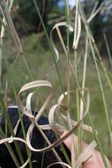Aristida congesta barbicollis