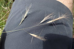 Aristida congesta barbicollis