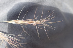 Aristida congesta barbicollis