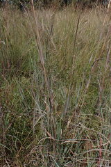 Diheteropogon amplectens