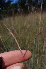 Diheteropogon amplectens