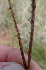 Diheteropogon amplectens