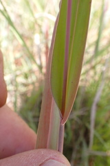 Diheteropogon amplectens