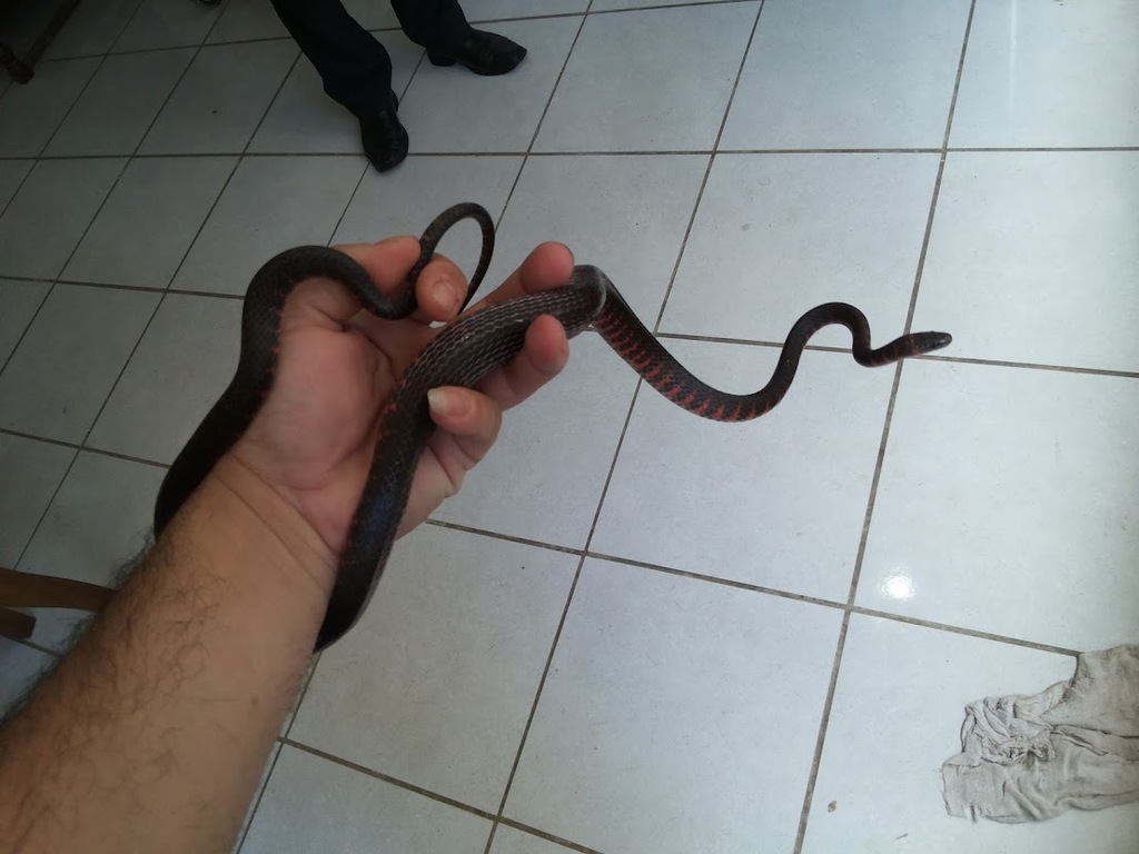 Duméril's False Coral Snake