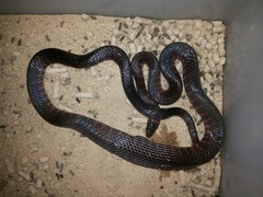 Oxyrhopus clathratus