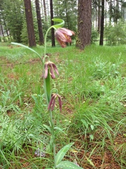 Fritillaria affinis