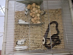 Oxyrhopus clathratus