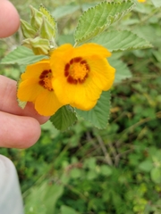 Sida galheirensis