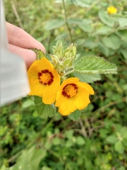 Sida galheirensis