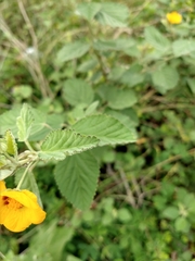 Sida galheirensis
