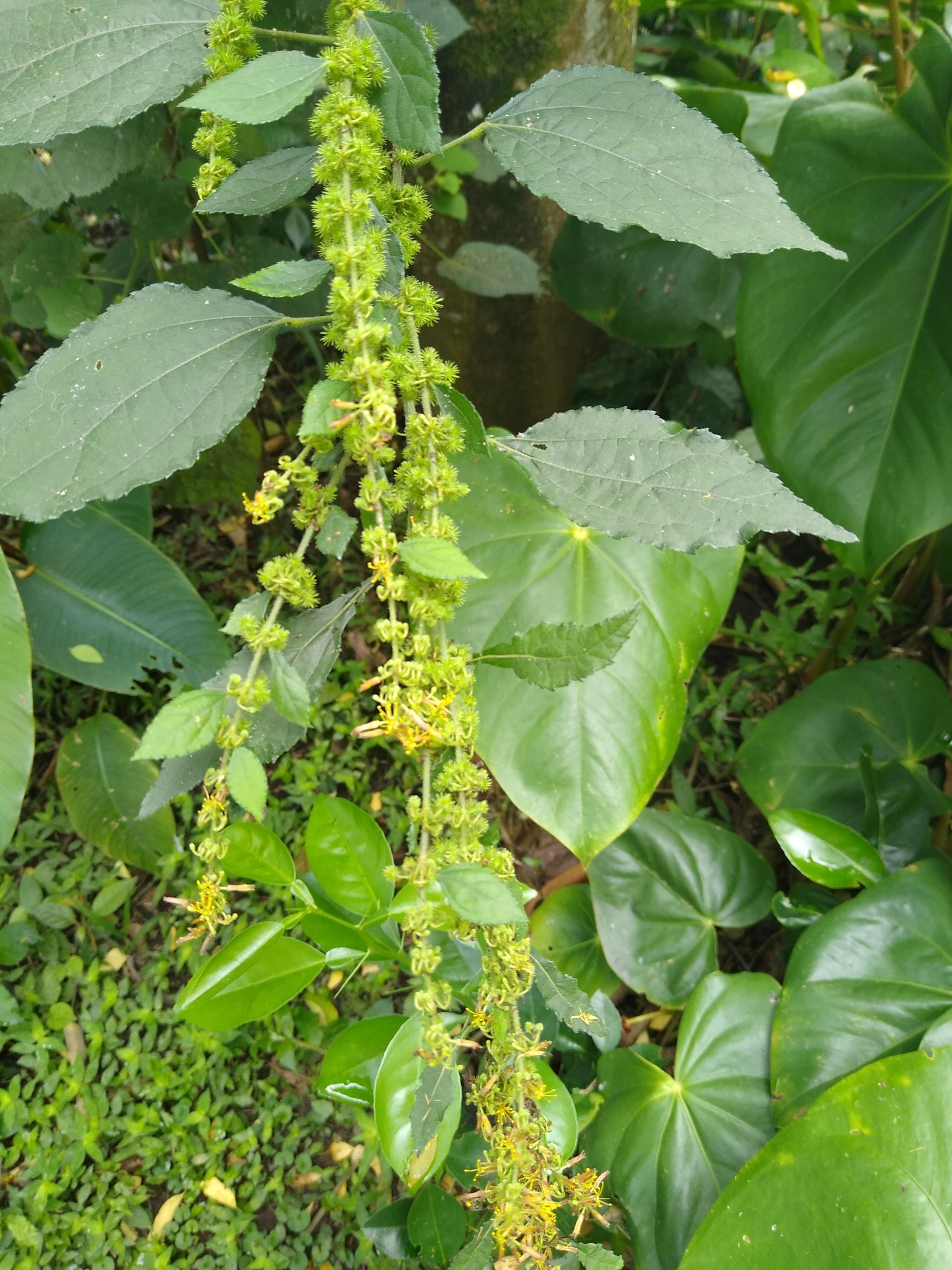 Triumfetta lappula