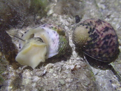 Nerita versicolor