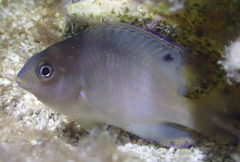 Stegastes partitus