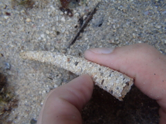 Pectinariidae