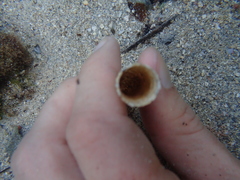 Pectinariidae