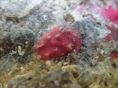 Homotrematidae