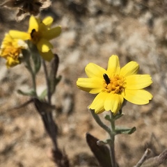 Monolopia lanceolata