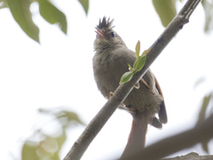 Cranioleuca subcristata