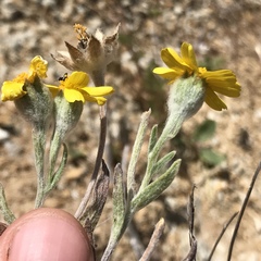Monolopia lanceolata