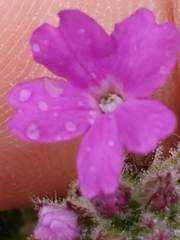 Glandularia tumidula