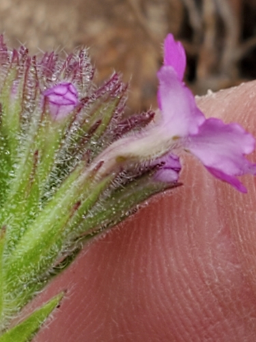 Image of Plains Mock Vervain (Glandularia tumidula) by (c) Jo Roberts, some rights reserved (CC BY)
