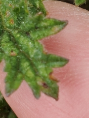 Glandularia tumidula