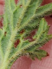 Glandularia tumidula