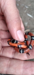 Erythrolamprus bizona