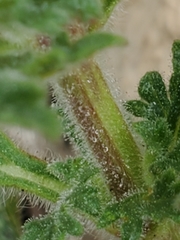 Glandularia tumidula