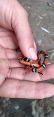 Erythrolamprus bizona
